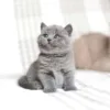 British-Shorthair-kittens-for-sale