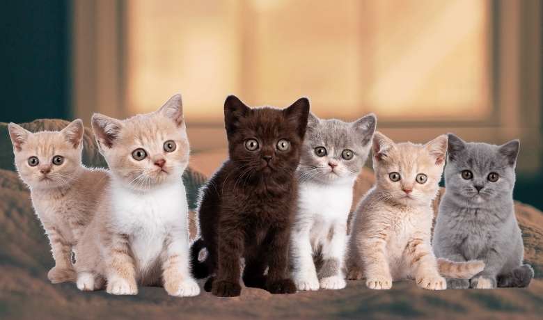British Shorthair Kittens Breeds - British Shorthair Kittens For Sale