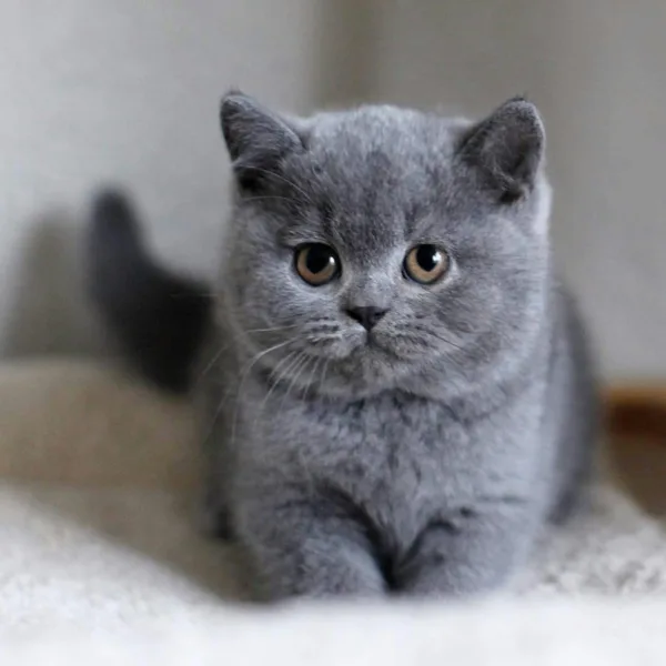 british-shorthair-kitten-for-sale