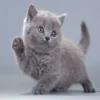 buy-british-shorthair-kitten